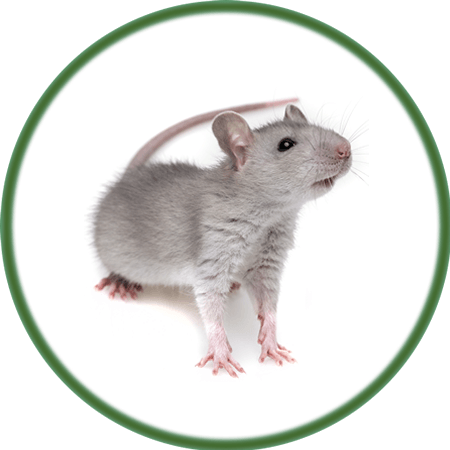 Artgerechte Rattennahrung, Ratten Komplettfutter von Tomodachi mit tierischen Proteinen, weil Ratten keine Vegetarier sind